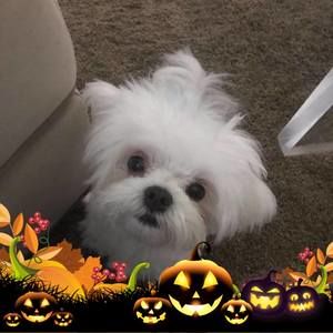 Meet your Posher, Donna